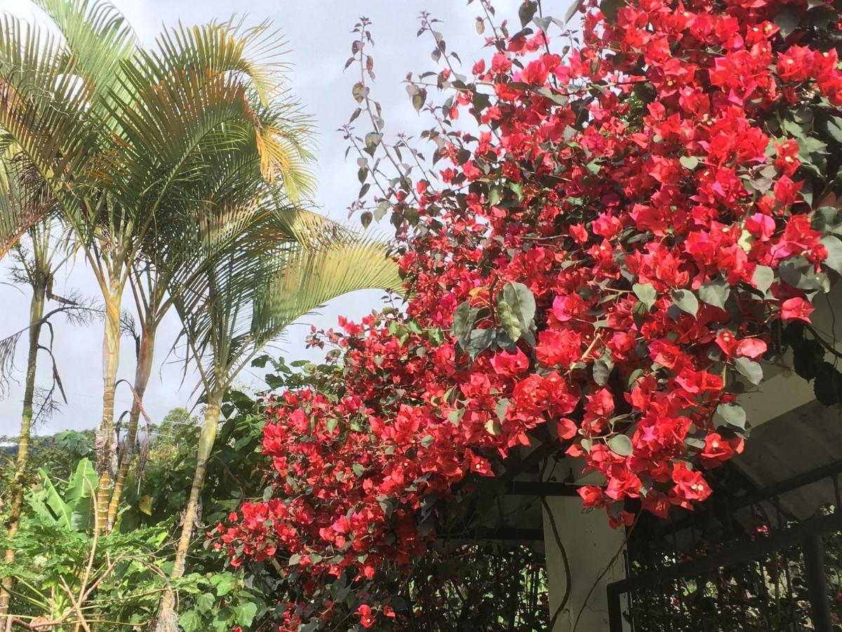 Habitacion Las Bromelias, Pijao, Finca Flora Del Rio Экстерьер фото
